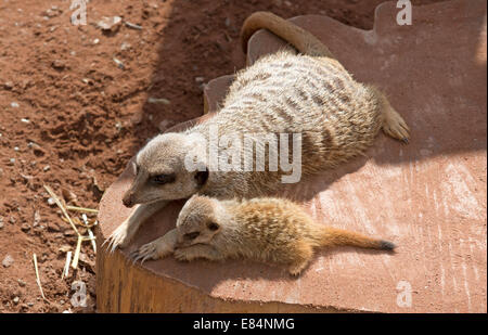 Meerkat femelle avec son petit zoo Dartmoor à Devon, Angleterre Royaume-uni La cub est de six semaines Banque D'Images