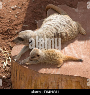 Meerkat femelle avec son petit zoo Dartmoor à Devon, Angleterre Royaume-uni La cub est de six semaines Banque D'Images