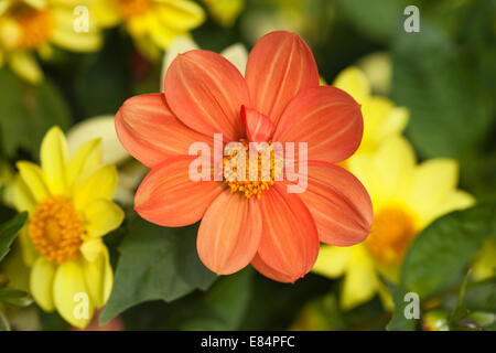 Gros plan de Dahlias orange vif et jaune fleurissant dans une frontière de jardin mixte, Angleterre, Royaume-Uni Banque D'Images