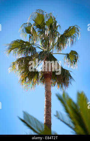 Un palmier et frondes int il premier plan against a blue sky Banque D'Images