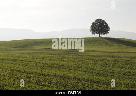 Un arbre solitaire sur un paysage ouvert près de Lucerne en Suisse Banque D'Images