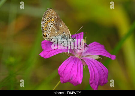 (Eumedonia eumedon géranium Argus) sur sa plante hôte de Crane's-bill en bois (Geranium sylvaticum), Banque D'Images