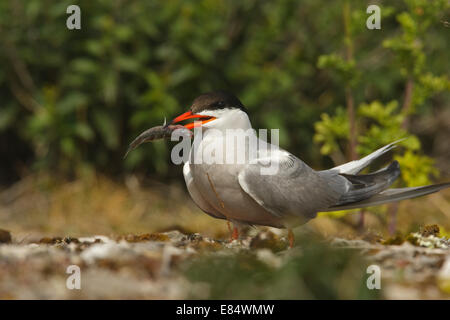 La sterne pierregarin (Sterna hirundo) des profils avec épines Banque D'Images