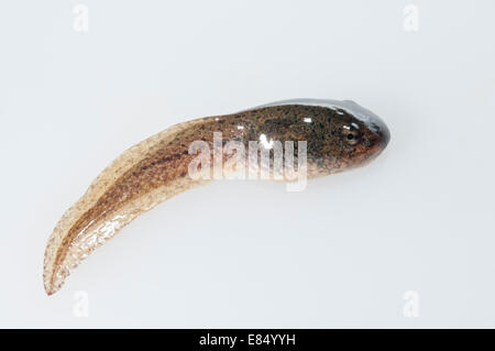 Le têtard de grenouille verte (Rana clamitans melanota ; découpe sur fond blanc Banque D'Images