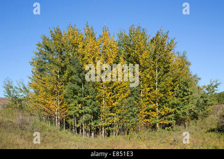 bosquet de peuplier dans un creux dans la prairie de fétuque approximative.Peuplier baumier changeant de couleur de vert d'été à jaune d'automne plus tôt que l'Aspen qui tremble. Banque D'Images