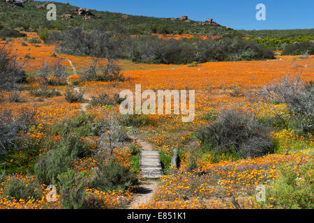 Le sentier pédestre Korhaan par les champs de fleurs sauvages dans le Parc National Namaqua en Afrique du Sud. Banque D'Images