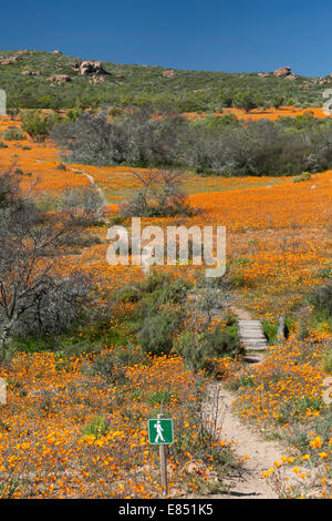 Le sentier pédestre Korhaan par les champs de fleurs sauvages dans le Parc National Namaqua en Afrique du Sud. Banque D'Images