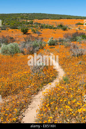 Le sentier pédestre Korhaan par les champs de fleurs sauvages dans le Parc National Namaqua en Afrique du Sud. Banque D'Images