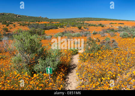 Le sentier pédestre Korhaan par les champs de fleurs sauvages dans le Parc National Namaqua en Afrique du Sud. Banque D'Images