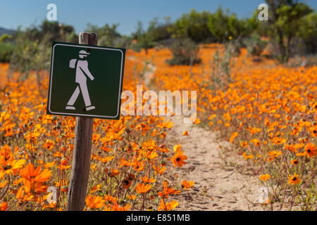 Le sentier pédestre Korhaan par les champs de fleurs sauvages dans le Parc National Namaqua en Afrique du Sud. Banque D'Images