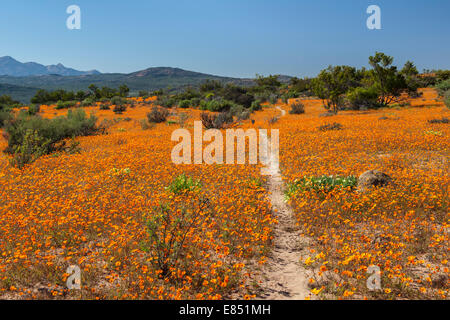 Le sentier pédestre Korhaan par les champs de fleurs sauvages dans le Parc National Namaqua en Afrique du Sud. Banque D'Images