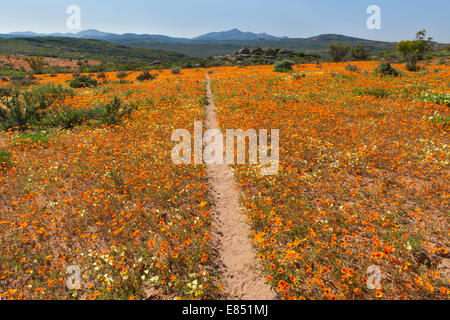 Le sentier pédestre Korhaan par les champs de fleurs sauvages dans le Parc National Namaqua en Afrique du Sud. Banque D'Images