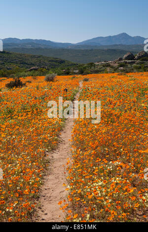 Le sentier pédestre Korhaan par les champs de fleurs sauvages dans le Parc National Namaqua en Afrique du Sud. Banque D'Images