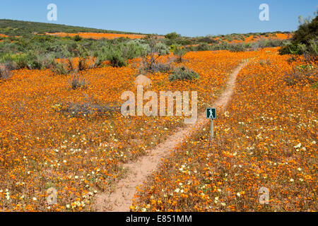 L'Korhaan sentier pédestre traversant champs de fleurs dans le Parc National Namaqua en Afrique du Sud. Banque D'Images