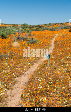 Le sentier pédestre Korhaan par les champs de fleurs sauvages dans le Parc National Namaqua en Afrique du Sud. Banque D'Images