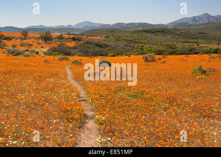 Le sentier pédestre Korhaan par les champs de fleurs sauvages dans le Parc National Namaqua en Afrique du Sud. Banque D'Images