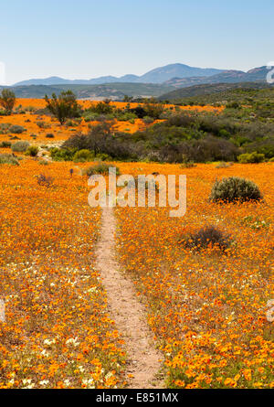 Le sentier pédestre Korhaan par les champs de fleurs sauvages dans le Parc National Namaqua en Afrique du Sud. Banque D'Images