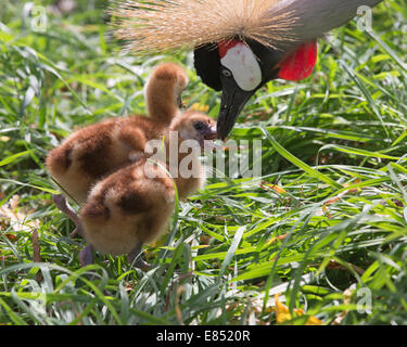 Grue couronnée d'Afrique l'alimentation parent une semaine de poussins d'un jour dans le Zoo de Calgary's Destination Afrique exposition. (Balearica pavonina) Banque D'Images