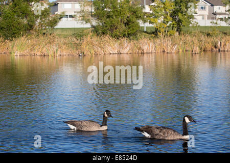 Bernache du Canada sauvage (Branta canadensis) nageant sur un étang qui fait partie du système de gestion de l'eau de la communauté de banlieue de Bridlewood à Calgary Banque D'Images