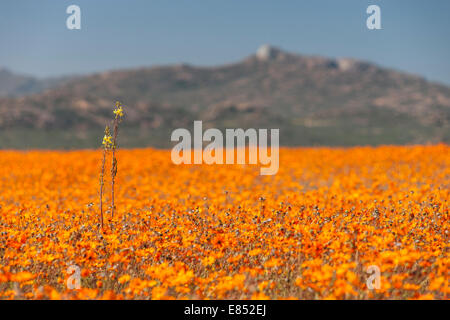 Les marguerites et autres fleurs, dans le Parc National Namaqua en Afrique du Sud. Banque D'Images