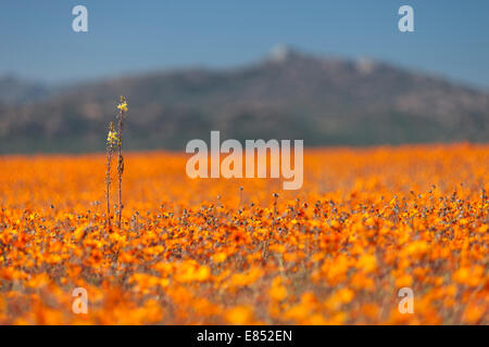 Les marguerites et autres fleurs, dans le Parc National Namaqua en Afrique du Sud. Banque D'Images