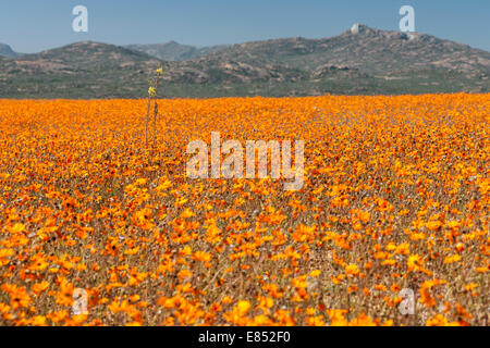 Les marguerites et autres fleurs, dans le Parc National Namaqua en Afrique du Sud. Banque D'Images