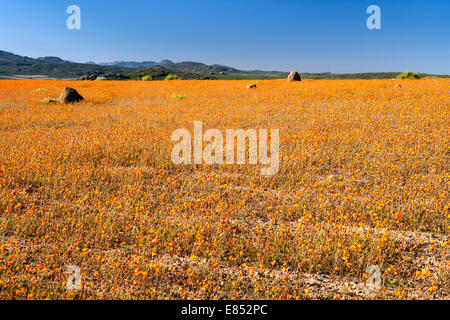 Les marguerites et autres fleurs, dans le Parc National Namaqua en Afrique du Sud. Banque D'Images