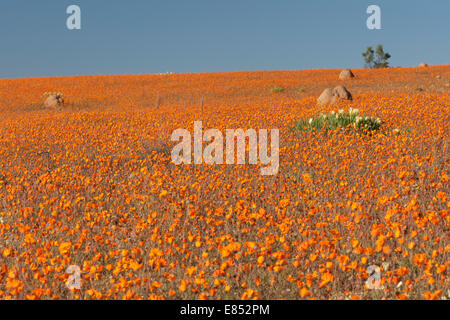 Les marguerites et autres fleurs, dans le Parc National Namaqua en Afrique du Sud. Banque D'Images