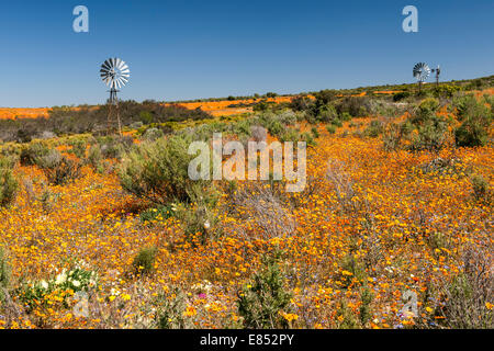 Des fleurs et des moulins à vent dans le Parc National Namaqua en Afrique du Sud. Banque D'Images