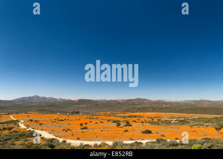 Fleurs dans le Parc National Namaqua en Afrique du Sud. Banque D'Images