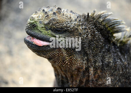 Iguane marin des Galapagos. Amblyrhynchus cristatus - est un iguane situé uniquement sur les Galapagos, unique parmi les lézards modernes, à l Banque D'Images
