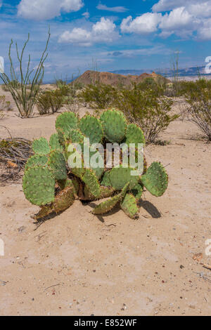 Engelmann Prickly Pear cactus dans le parc national de Big Bend, dans le sud-ouest du Texas. Banque D'Images