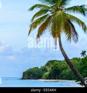 Un cocotier est en vedette dans cette image, avec la mer des Caraïbes et de l'est ensuite de Sainte-croix côte dans l'arrière-plan. Banque D'Images