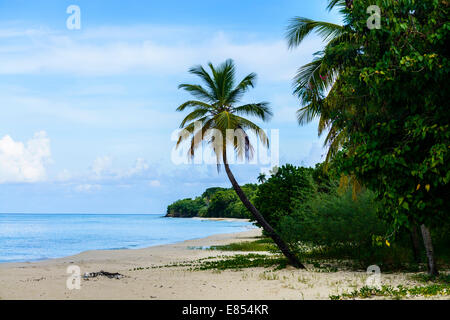 Une plage tropicale à Sainte-Croix, montrant les Caraïbes, rive et un palmier. Convient pour calendriers, posters, cartes de vœux Banque D'Images