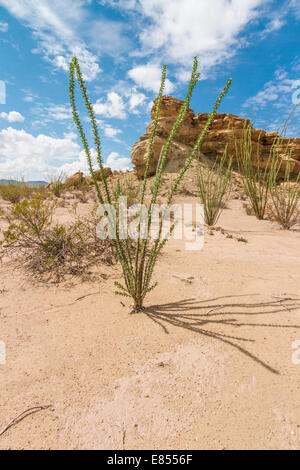 Ocotillo et Hoodoos dans le parc national de Big Bend, dans le sud-ouest du Texas. Banque D'Images