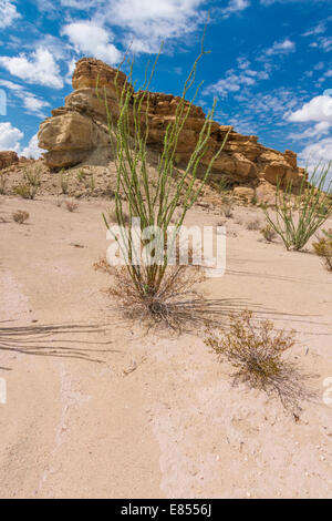 Ocotillo et Hoodoos dans le parc national de Big Bend, dans le sud-ouest du Texas. Banque D'Images