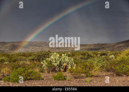 Après Rainbow storm à l'Étang des puits dans le parc national Big Bend. Banque D'Images