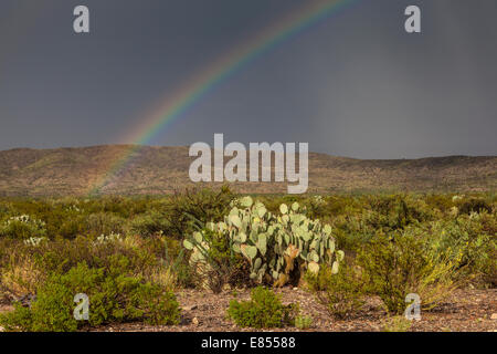 Après Rainbow storm à l'Étang des puits dans le parc national Big Bend. Banque D'Images