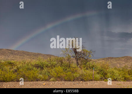 Après Rainbow storm à l'Étang des puits dans le parc national Big Bend. Banque D'Images