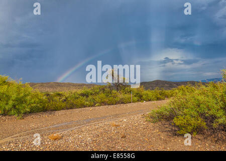 Après Rainbow storm à l'Étang des puits dans le parc national Big Bend. Banque D'Images