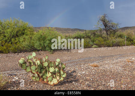 Arc-en-ciel et cactus après la tempête à Dugout Wells, dans le parc national de Big Bend, dans le sud-ouest du Texas. Banque D'Images