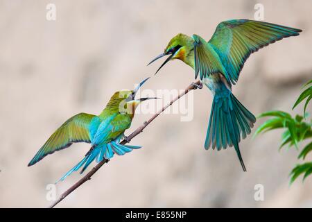 Zhaotong, la province chinoise du Yunnan. 9 juin, 2014. Deux blue-tailed bee eaters (merops philippinuses) chanter dans le ciel en Qiaojia Comté de Zhaotong Ville, le sud-ouest de la province chinoise du Yunnan, le 9 juin 2014. La blue-tailed bee eater, qui se reproduit principalement dans le sud-est de l'Asie, est en vedette avec ses plumes colorées. © Yushou Lan/Xinhua/Alamy Live News Banque D'Images