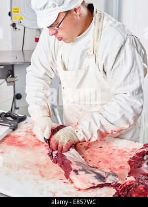 Le boucher coupe la viande d'ours dans la chambre froide Banque D'Images