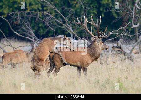 Red Deer (Cervus elaphus), Hind le montage d'une stag, Jaegersborg, Copenhague, Danemark Banque D'Images