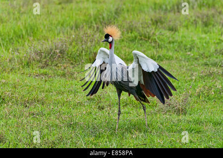 Grue couronnée grise (Balearica regulorum), Ngorongoro, en Tanzanie Banque D'Images