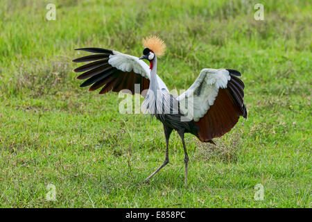 Grue couronnée grise (Balearica regulorum), Ngorongoro, en Tanzanie Banque D'Images