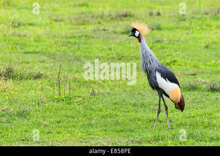 Grue couronnée grise (Balearica regulorum), Ngorongoro, en Tanzanie Banque D'Images