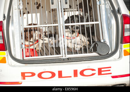 Birmingham, West Midlands, Royaume-Uni. 30 Septembre, 2014. Les chiens renifleurs de la police sont vus dans la rue large le troisième jour du Congrès du Parti conservateur. Credit : Graham M. Lawrence/Alamy Live News. Banque D'Images