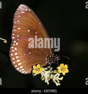 Corneille alias papillon indien commun ou de l'Australie (Euploea core Crow) sur une fleur Banque D'Images