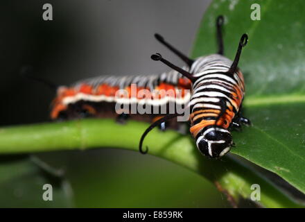 À la recherche de l'Exotique caterpillar Corneille alias papillon indien commun ou de l'Australie (Euploea core) Crow Banque D'Images